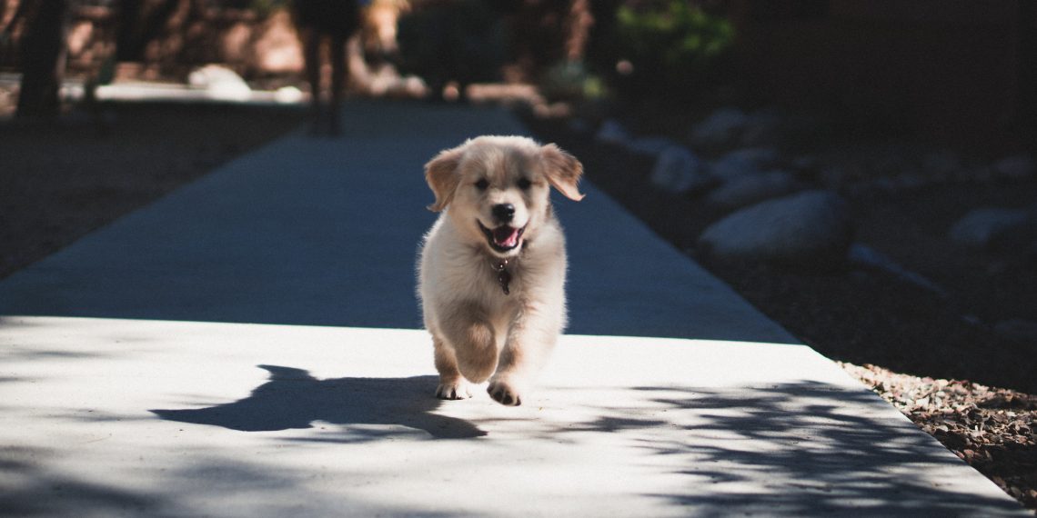 Hva burde man tenke på når man skal anskaffe seg hund?