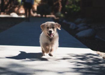 Hva burde man tenke på når man skal anskaffe seg hund?