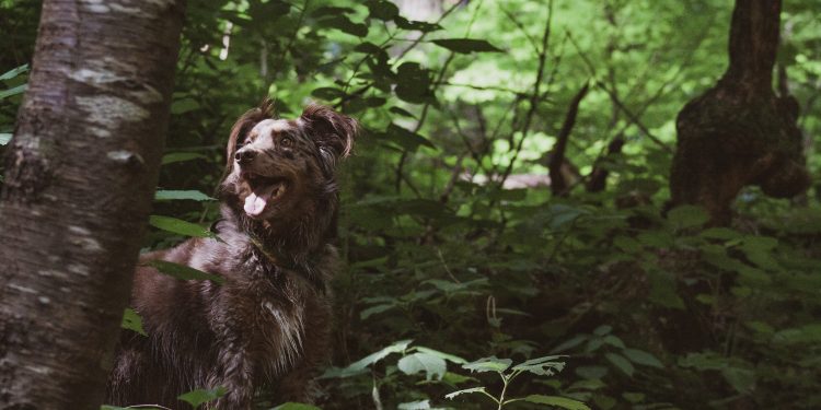 Hvordan forebygge leddskader hos hunden din