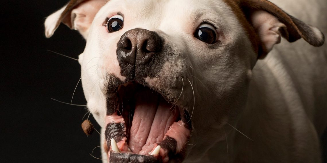 Hvordan kan vi leke med godbiter?