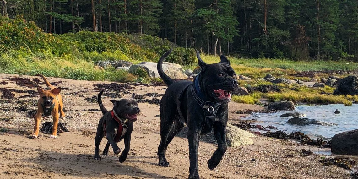 Hva er viktig å tenke på når det gjelder sosialisering med andre hunder?