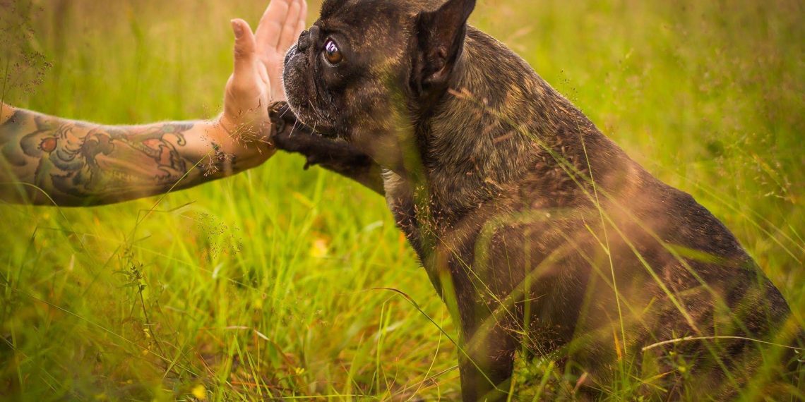 Lær hunden labbeløft