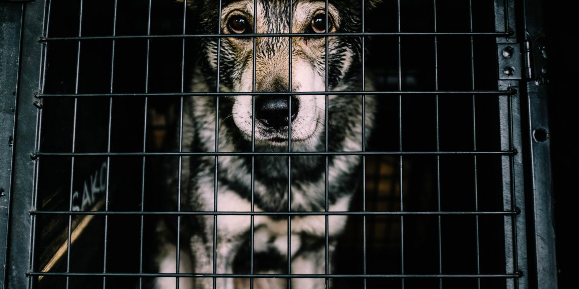 Hvordan unngå å bli lurt av useriøse oppdrettere og valpefabrikker?