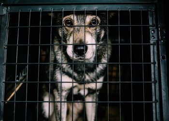 Hvordan unngå å bli lurt av useriøse oppdrettere og valpefabrikker?