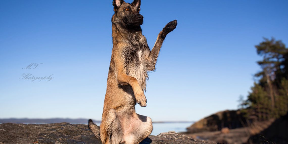 Lær hunden å sitte bamse