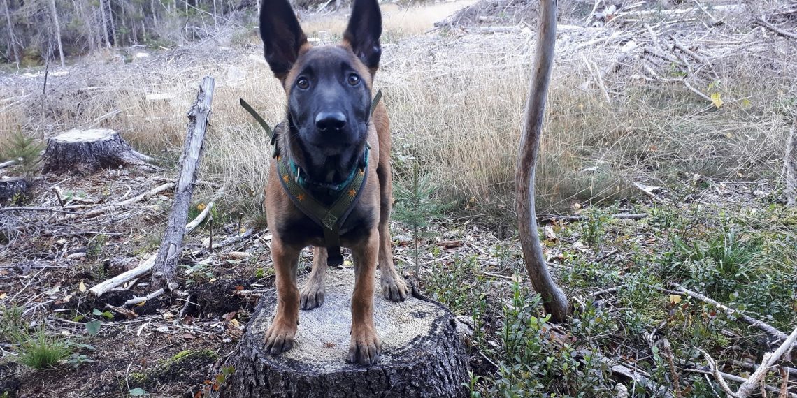 Balanse og kroppsbeherskelse