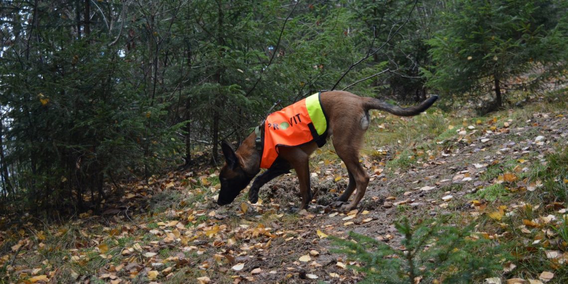 Nesearbeid i hverdagen