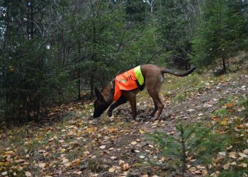 Nesearbeid i hverdagen