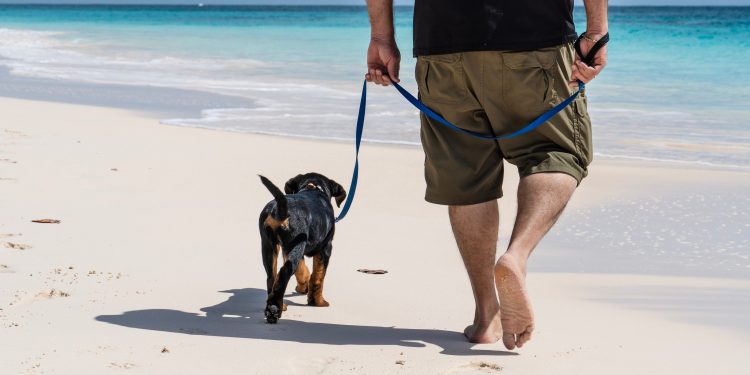 Hvordan lære hunden å gå pent i bånd?