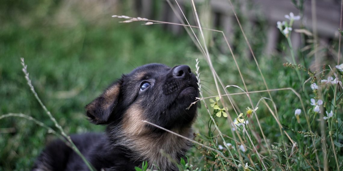 De første ukene med ny valp