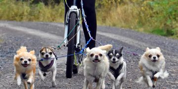 Trekkarbeid som fysisk aktivitet