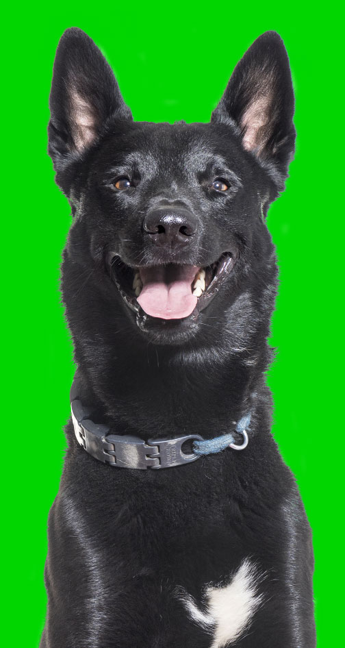 Vakker sort hund poserer for sin DoggieBag overraskelsespakke til hund