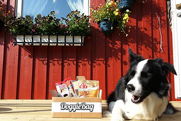 Chicko med sin overraskelsespakke fra DoggieBag.no