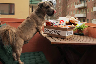Hugo med sin overraskelsespakke fra DoggieBag.no