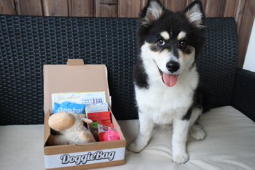 Shaggy med sin overraskelsespakke fra DoggieBag.no