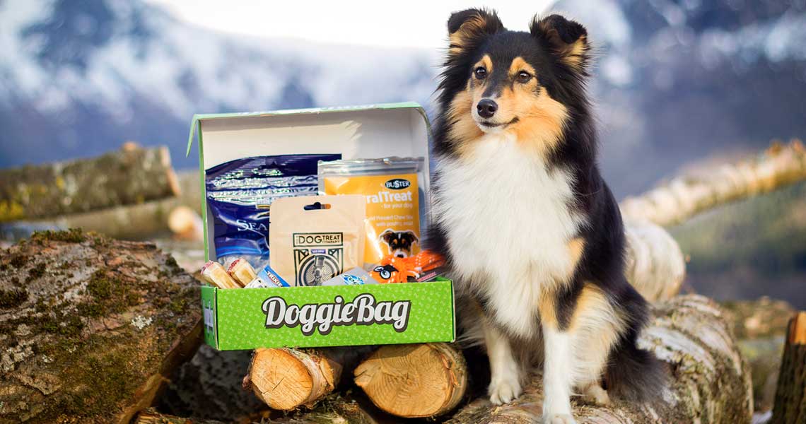 Hvordan Ta Vare På En Hund Jul Except